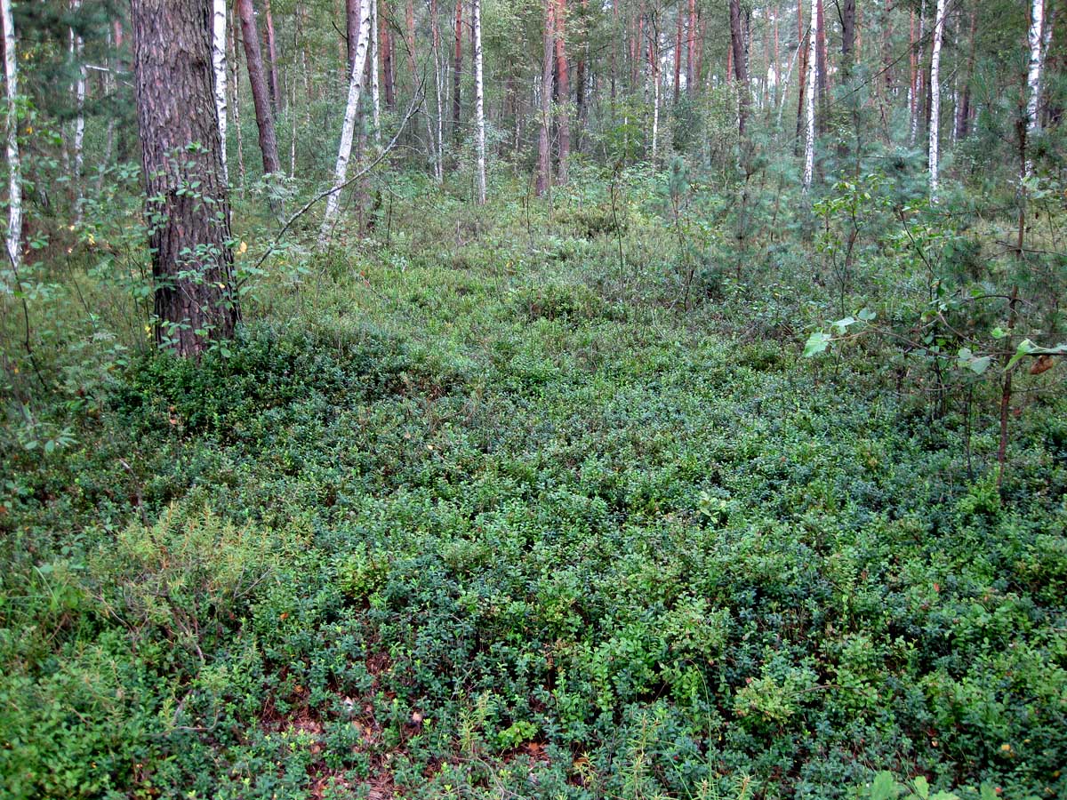 Комарово, песчаная гора, image of landscape/habitat.