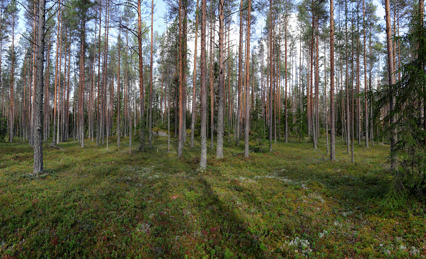 Окрестности Ихалы, image of landscape/habitat.