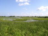 Угличское водохранилище, image of landscape/habitat.