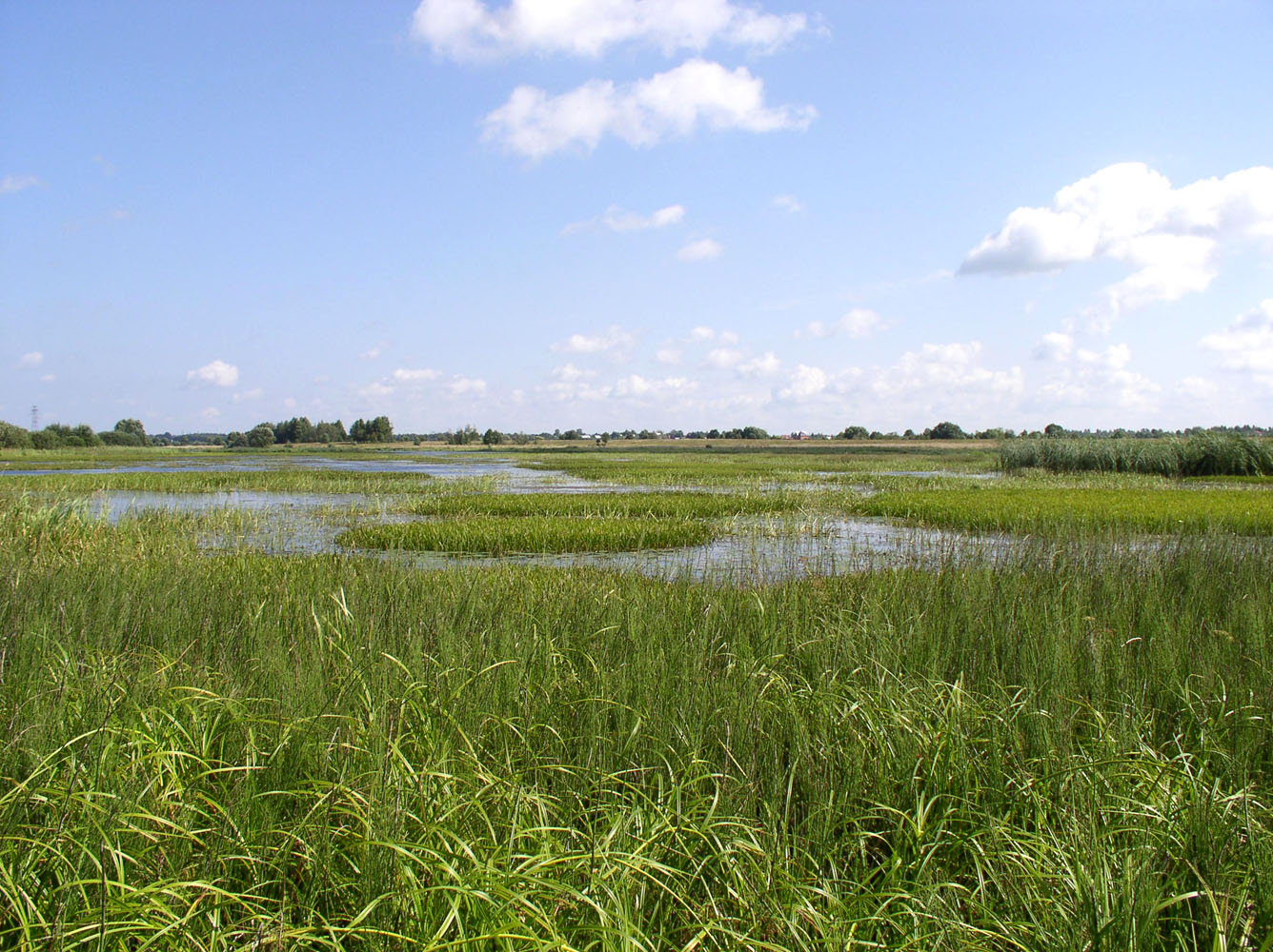 Угличское водохранилище, image of landscape/habitat.