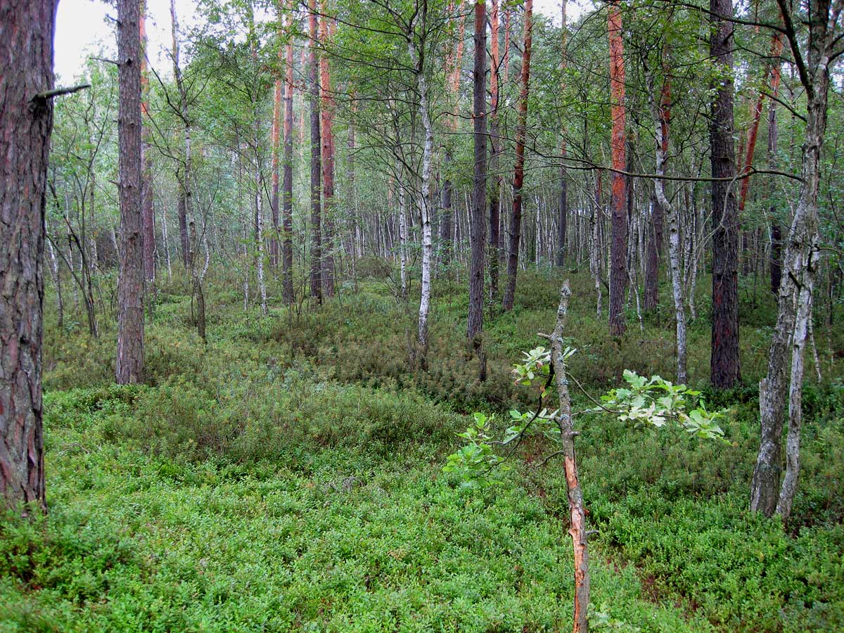 Комарово, песчаная гора, изображение ландшафта.