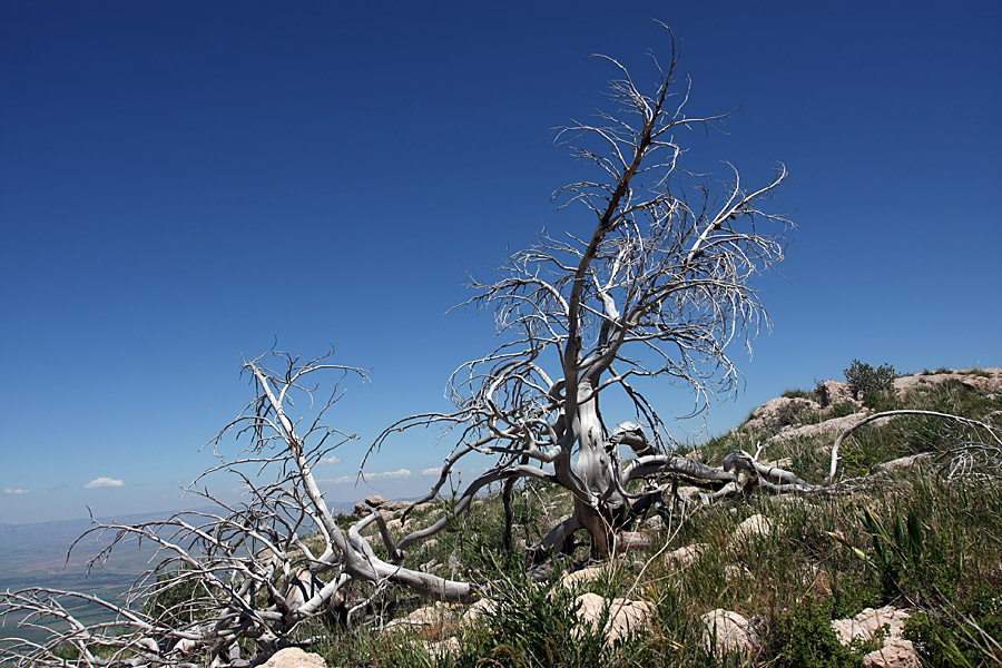 Горы Алатау, image of landscape/habitat.