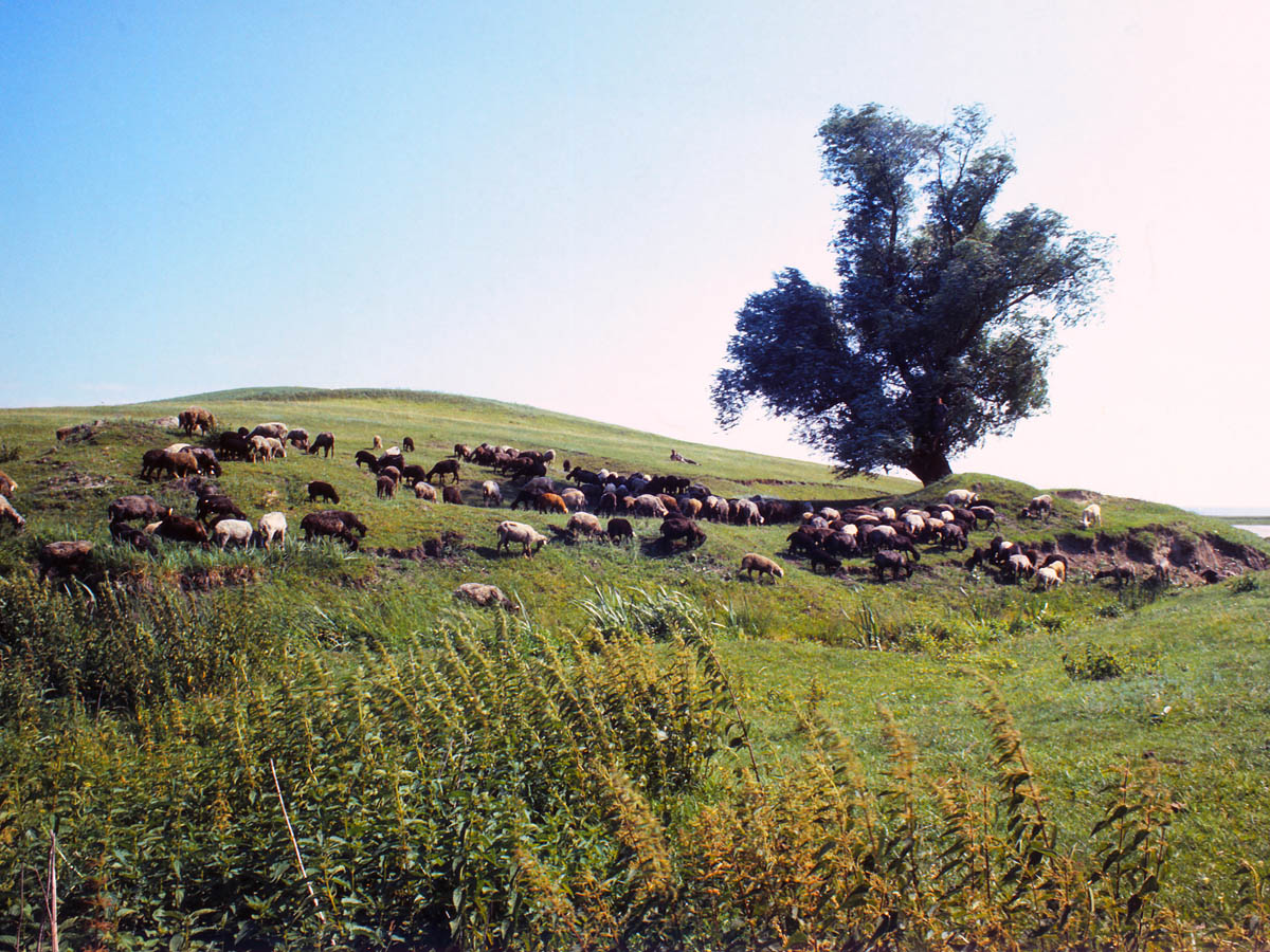 Памятник природы Сута де мовиле, image of landscape/habitat.