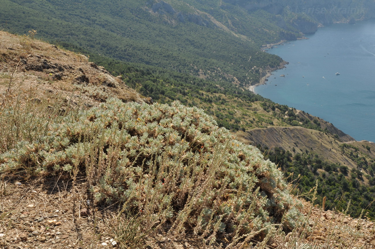 Балаклавские высоты, image of landscape/habitat.