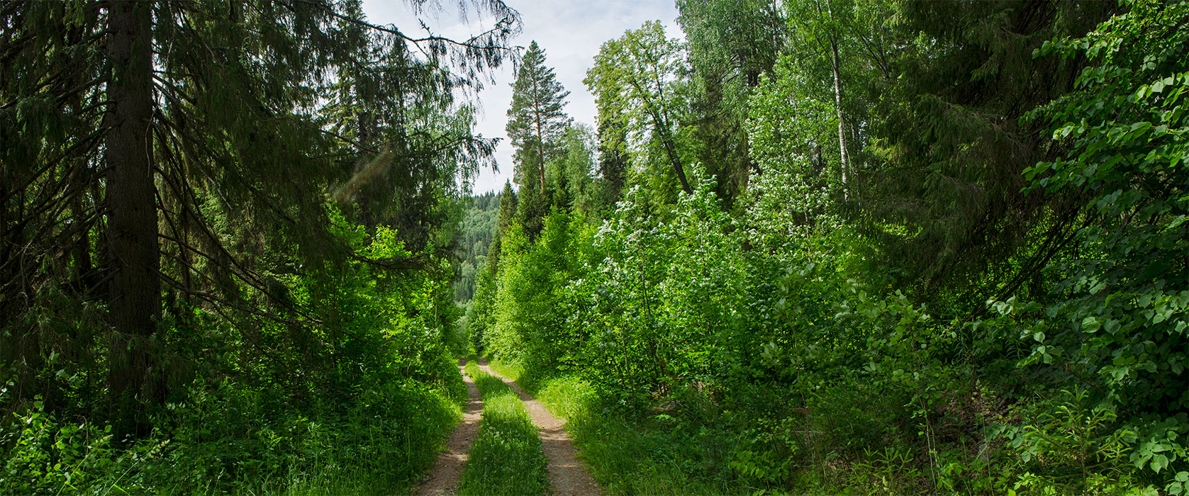 Саргая и окрестности, image of landscape/habitat.