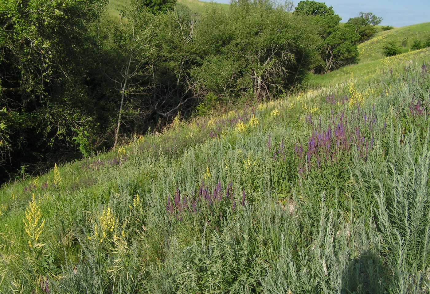 Стефанидовка, image of landscape/habitat.