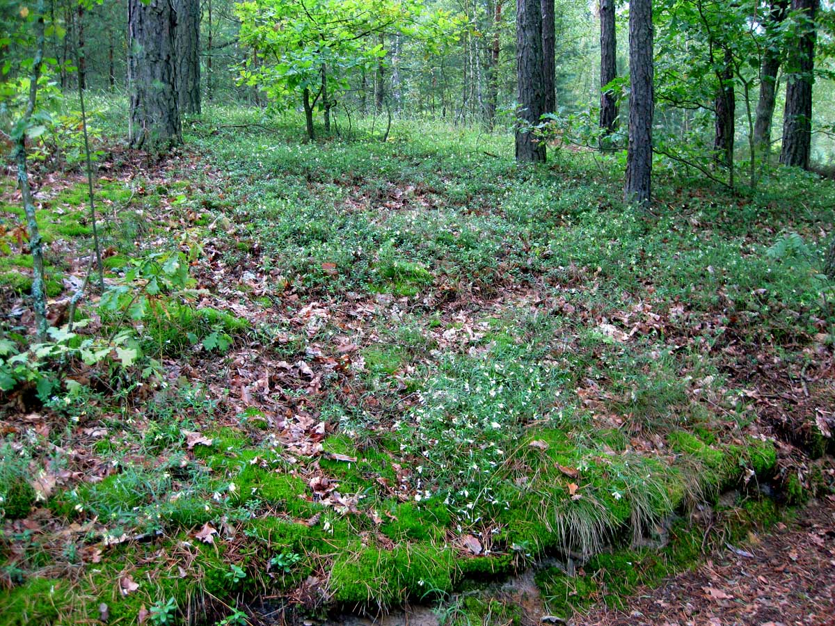 Комарово, песчаная гора, изображение ландшафта.