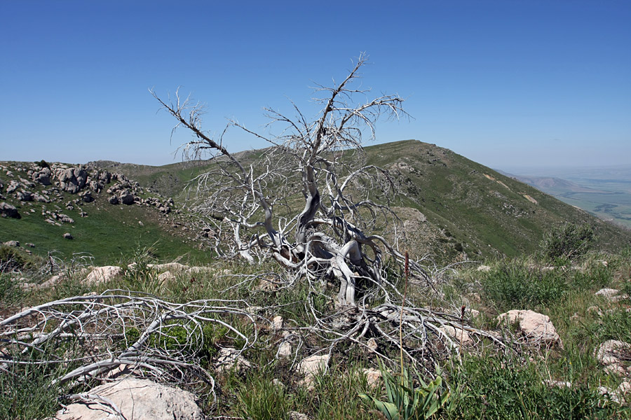 Горы Алатау, image of landscape/habitat.