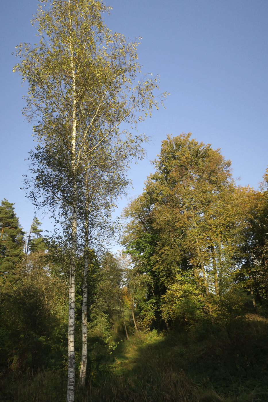 Истра и окрестности, image of landscape/habitat.