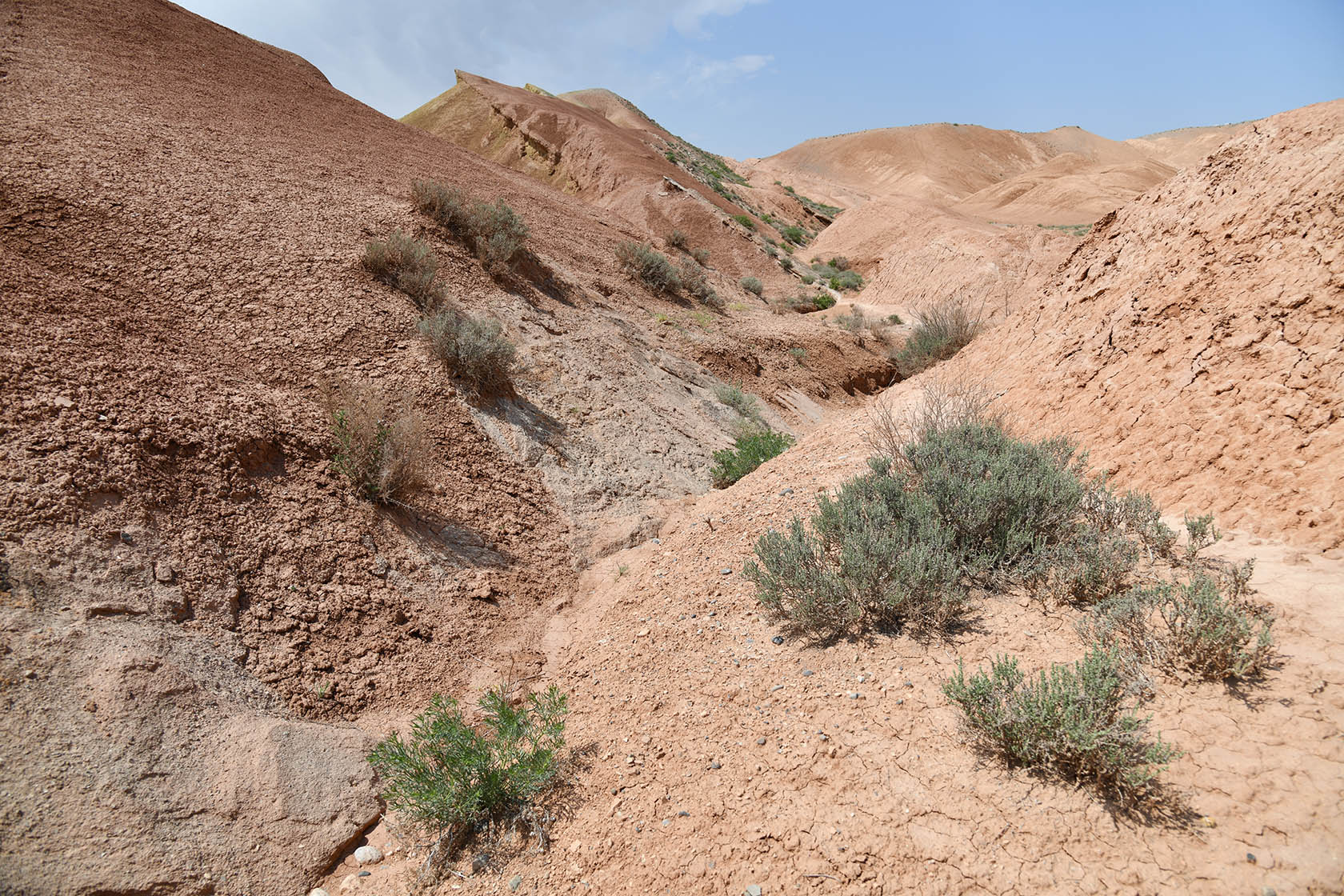 Исфара, image of landscape/habitat.