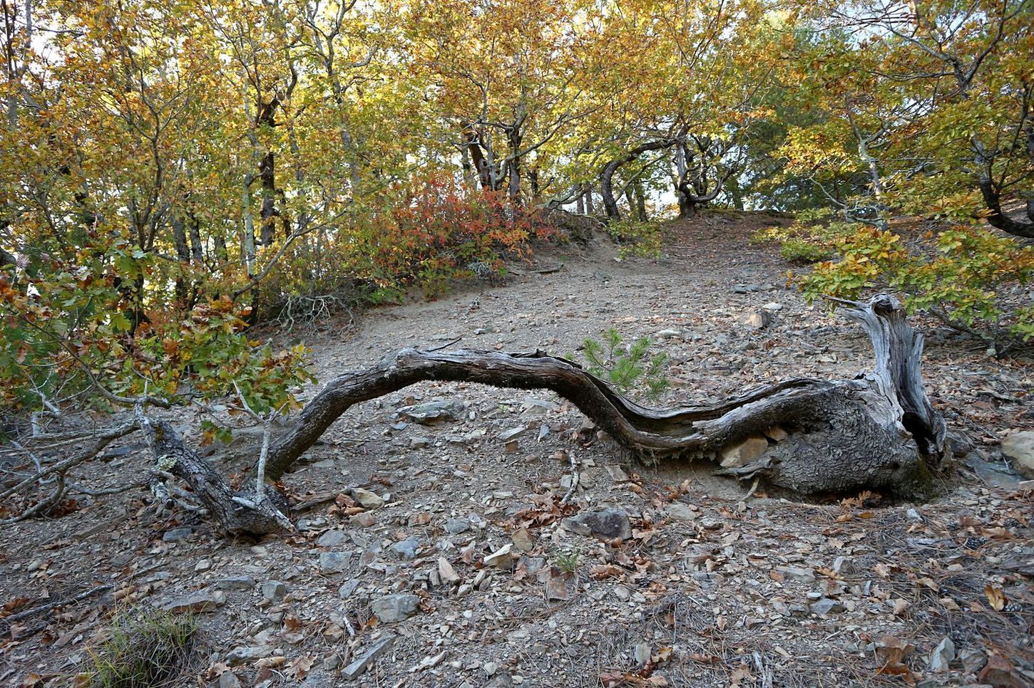 Прохаскина балка, image of landscape/habitat.