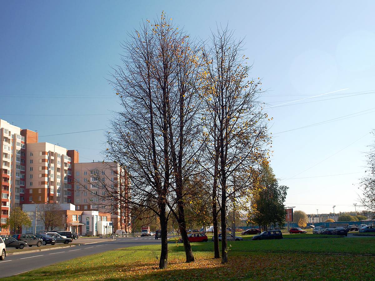 Гражданка, image of landscape/habitat.