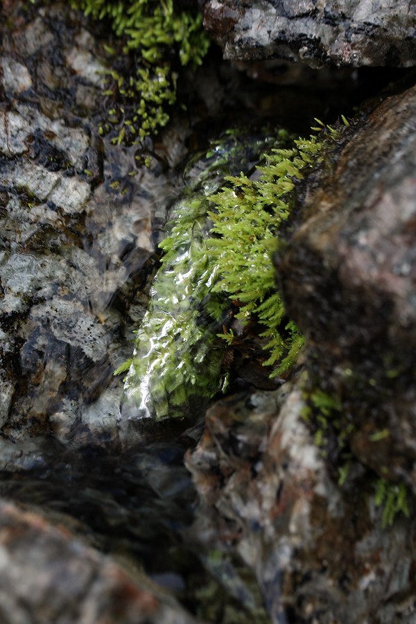 Подножье Тахтарвумчорра, image of landscape/habitat.