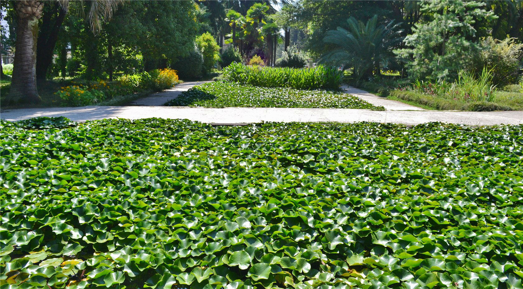 Сухумский ботанический сад, image of landscape/habitat.