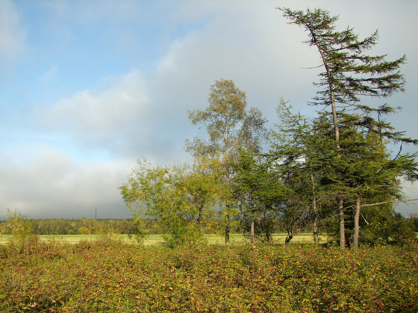 Ола и окрестности, image of landscape/habitat.