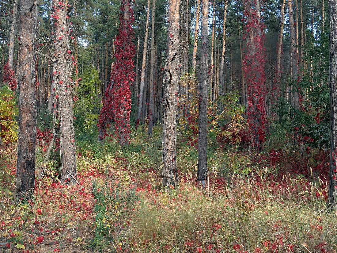 Верхняя Терраса и окрестности, image of landscape/habitat.