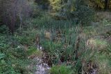 Истра и окрестности, image of landscape/habitat.