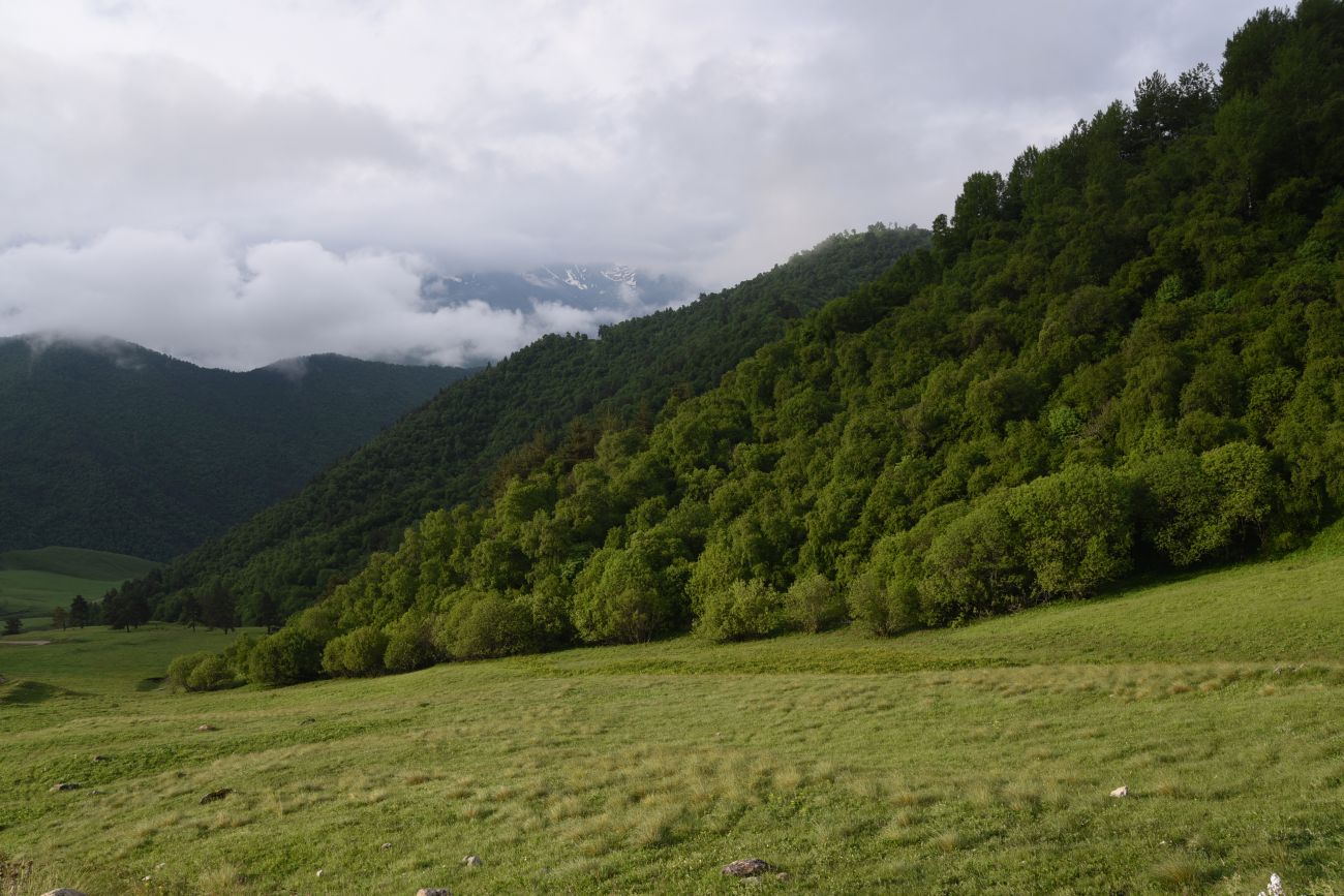 Окрестности урочища Оасег, image of landscape/habitat.