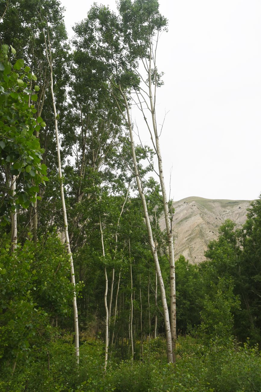 Кучанис, изображение ландшафта.