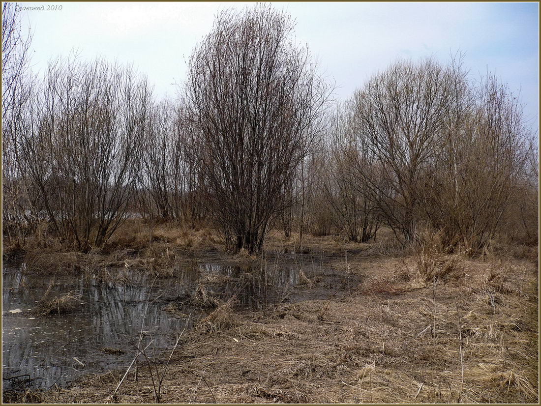 Бобровские пески, image of landscape/habitat.