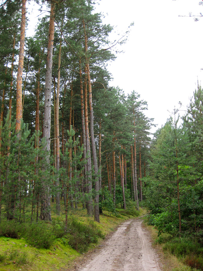 Комарово, песчаная гора, изображение ландшафта.