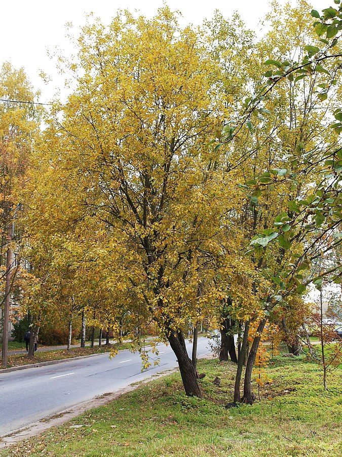 Гражданка, image of landscape/habitat.