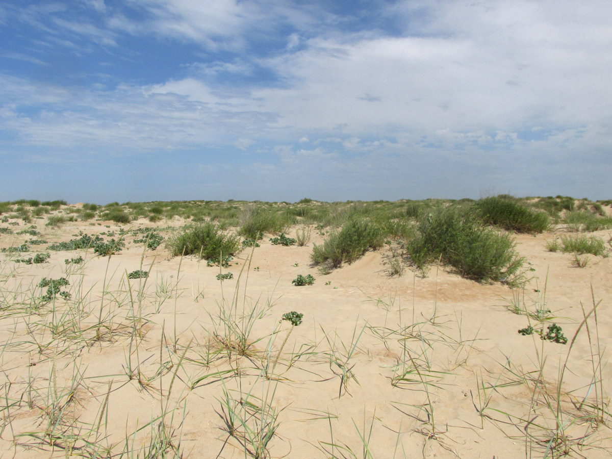 Витязевская коса, image of landscape/habitat.