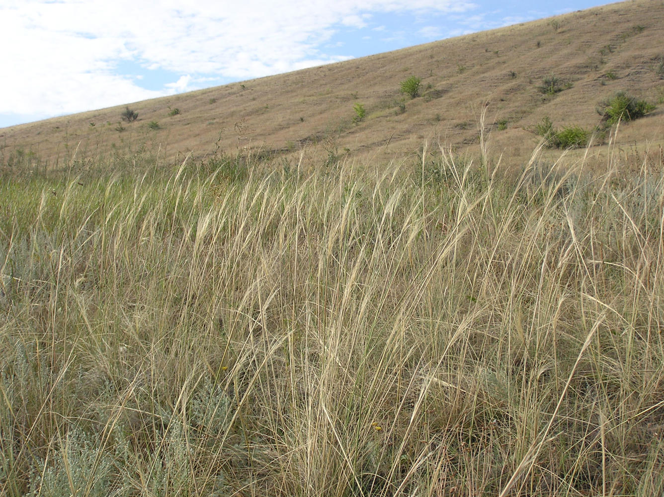 Буданова Гора, image of landscape/habitat.