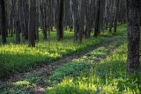 Дубна и окрестности, image of landscape/habitat.