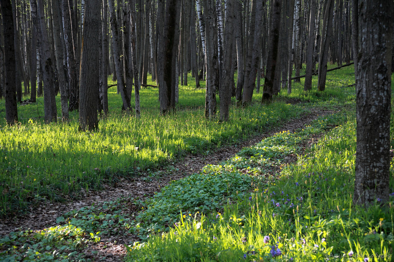 Дубна и окрестности, image of landscape/habitat.