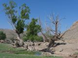 Мадыген, image of landscape/habitat.
