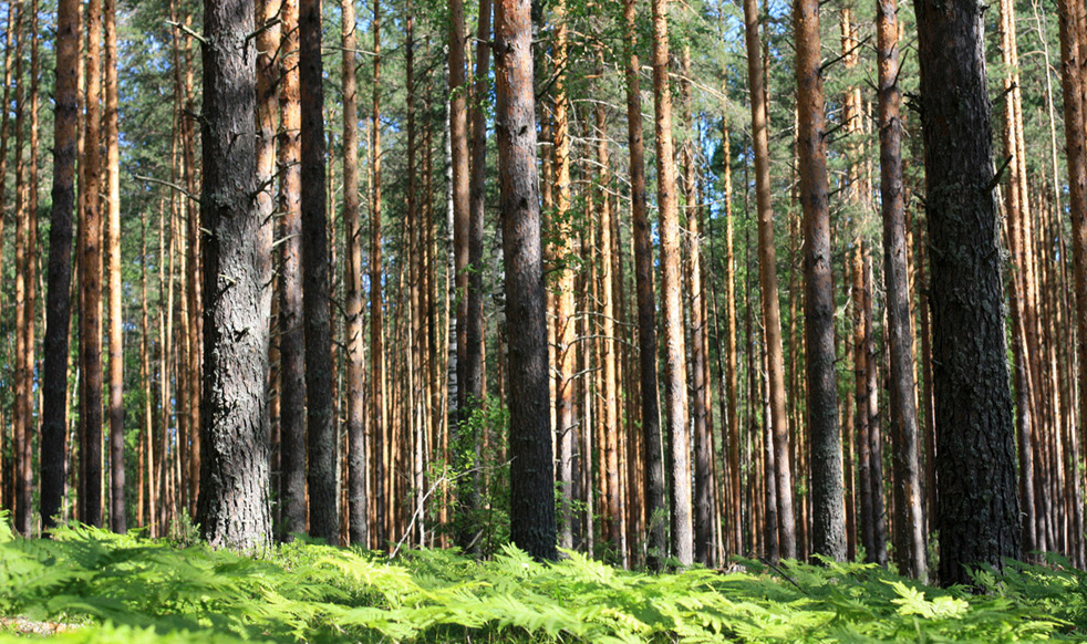 Окрестности деревни Орлово, image of landscape/habitat.