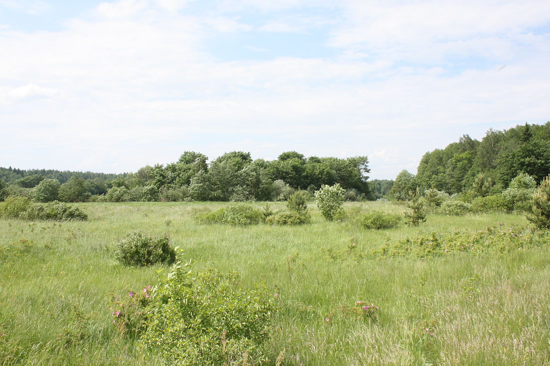 Пойма Луги у дер. Кемка, image of landscape/habitat.