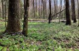 Пасовский лес, image of landscape/habitat.
