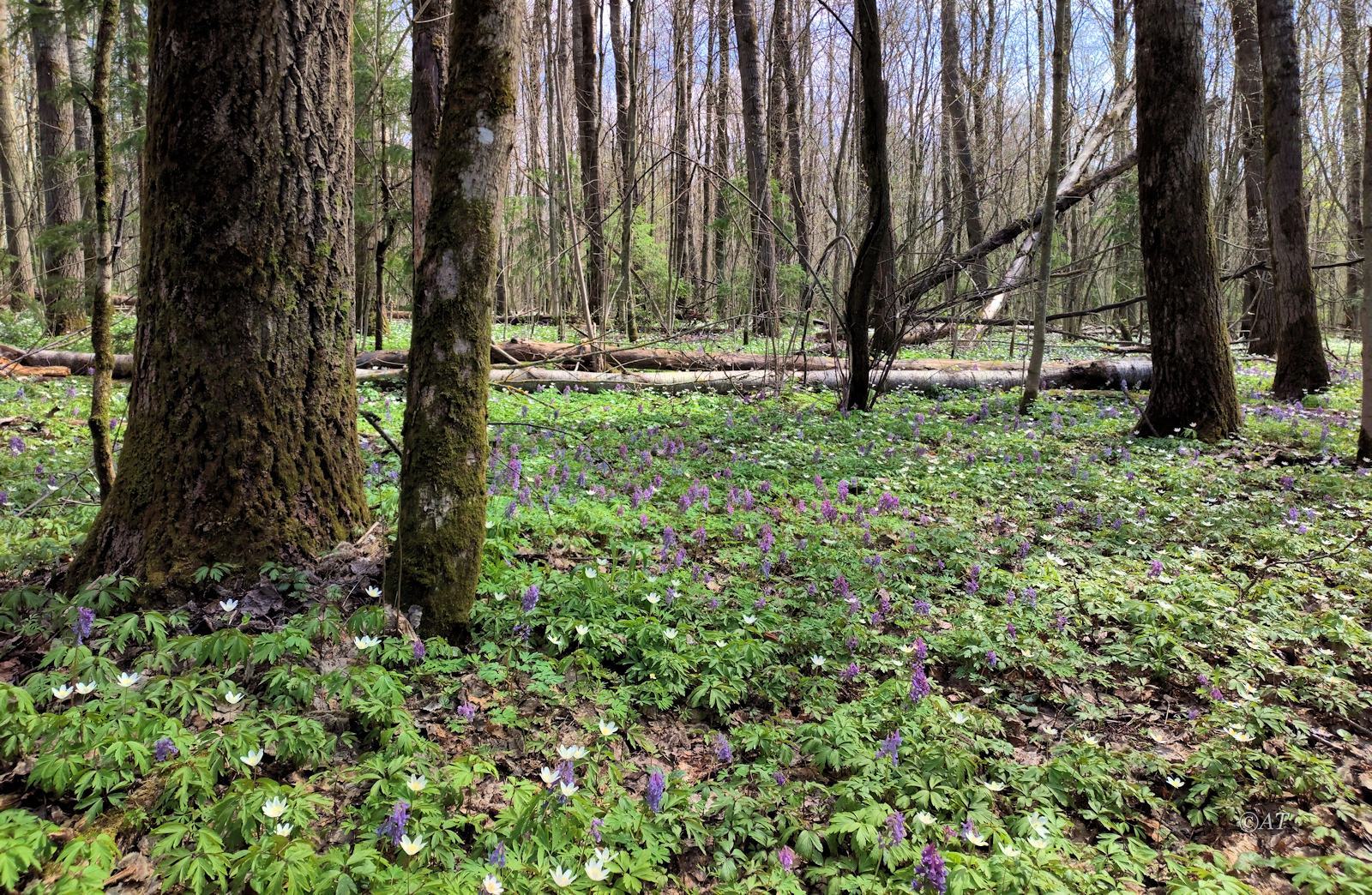 Пасовский лес, image of landscape/habitat.