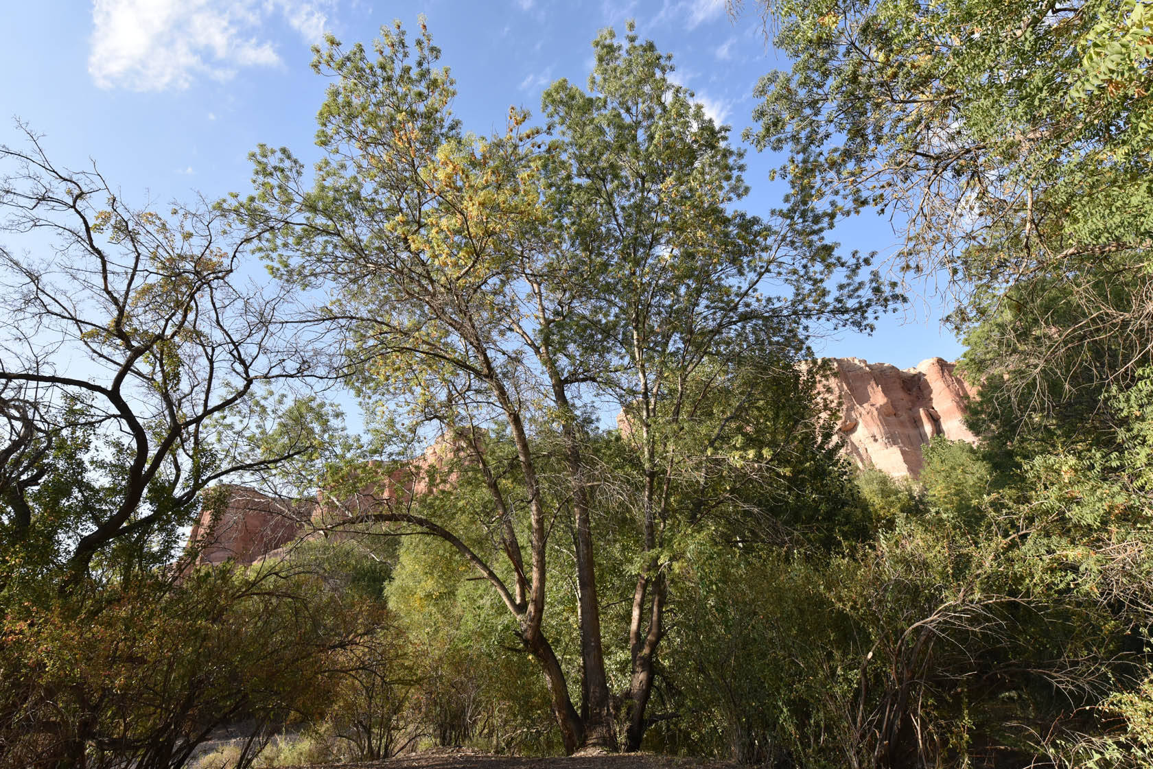 Темирлик, image of landscape/habitat.