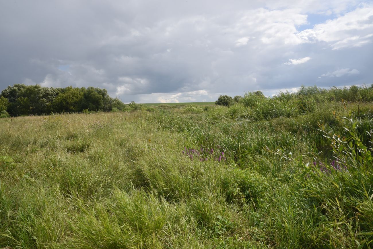 Устье реки Кочуровка, image of landscape/habitat.