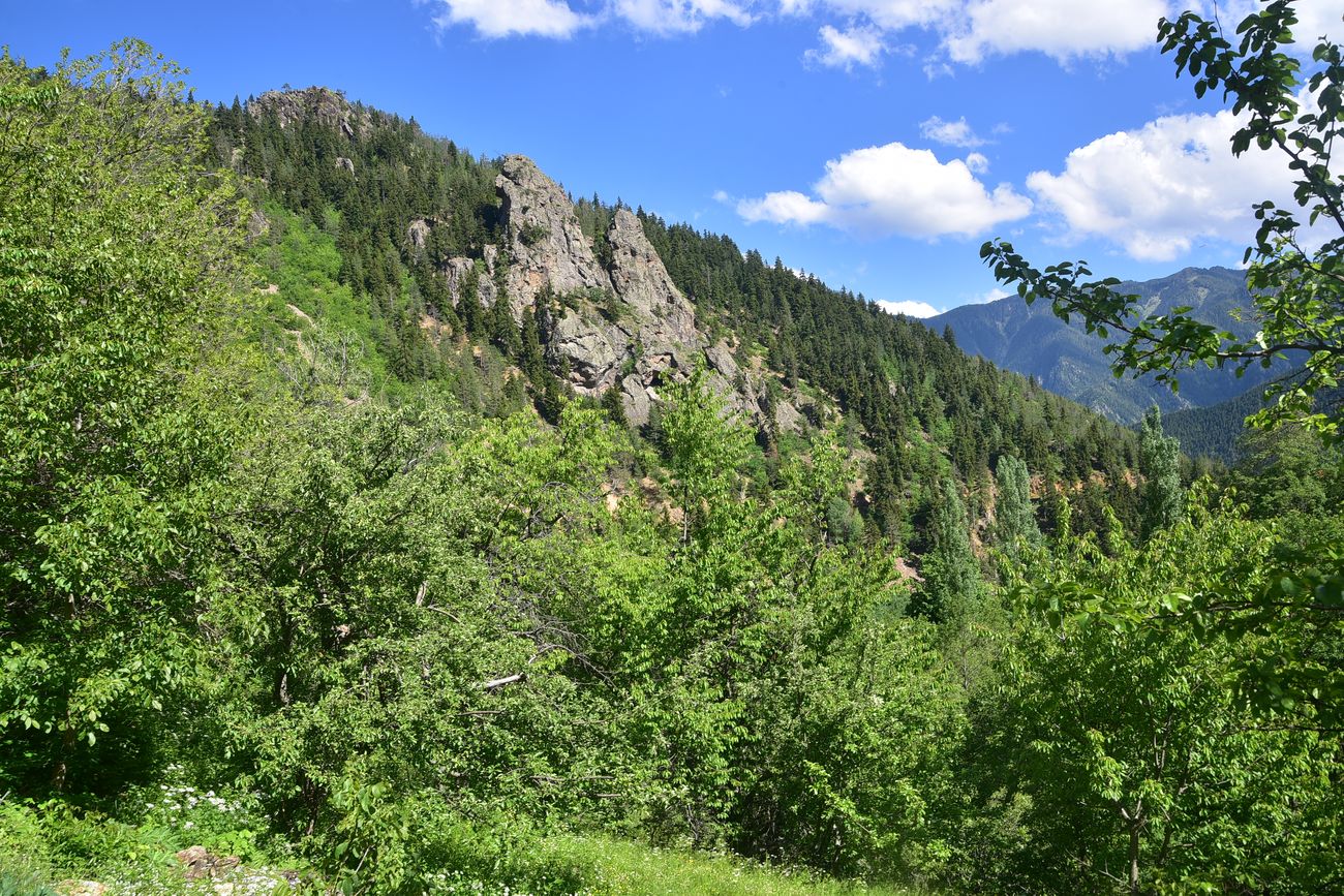 Окрестности Гюльпынар, image of landscape/habitat.