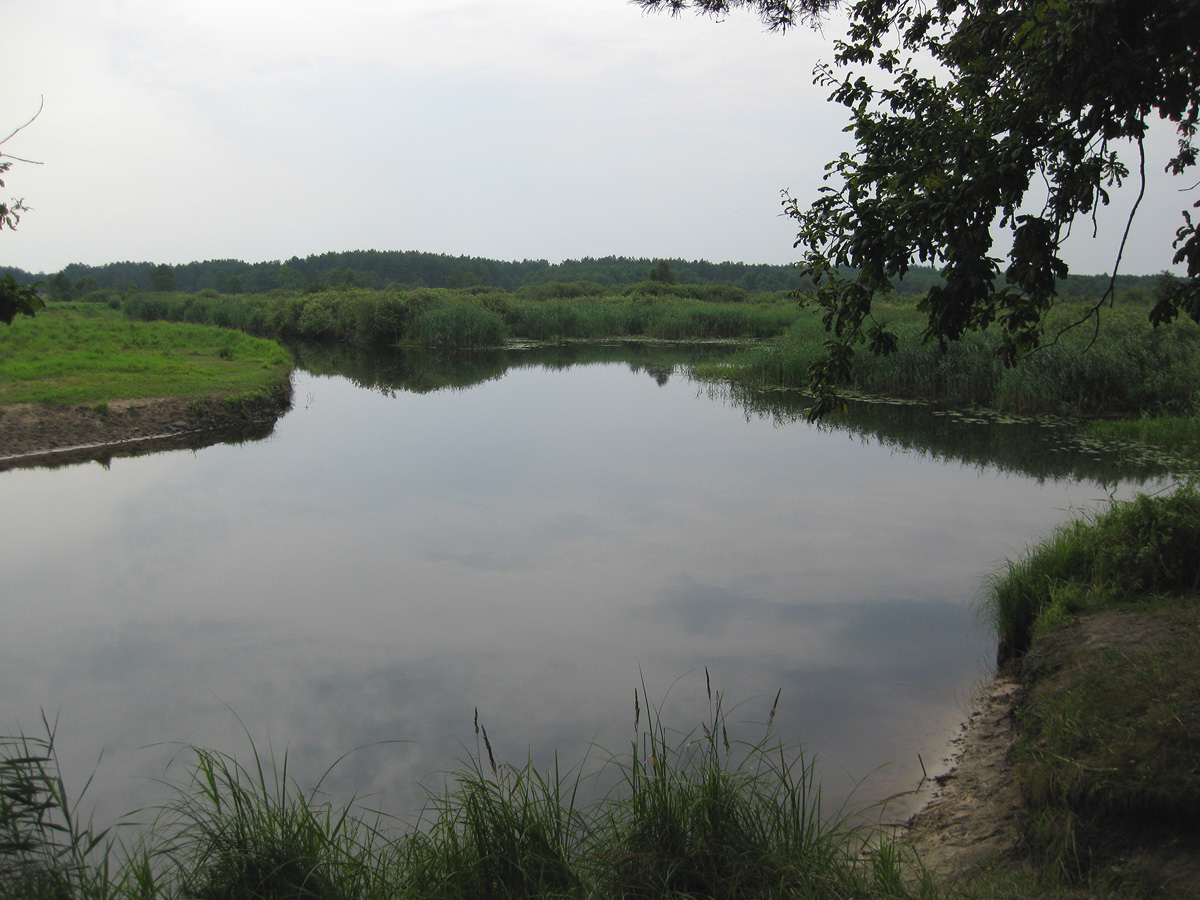 Комарово, песчаная гора, image of landscape/habitat.