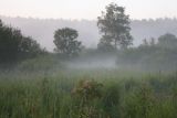 Пойма Луги у дер. Кемка, image of landscape/habitat.