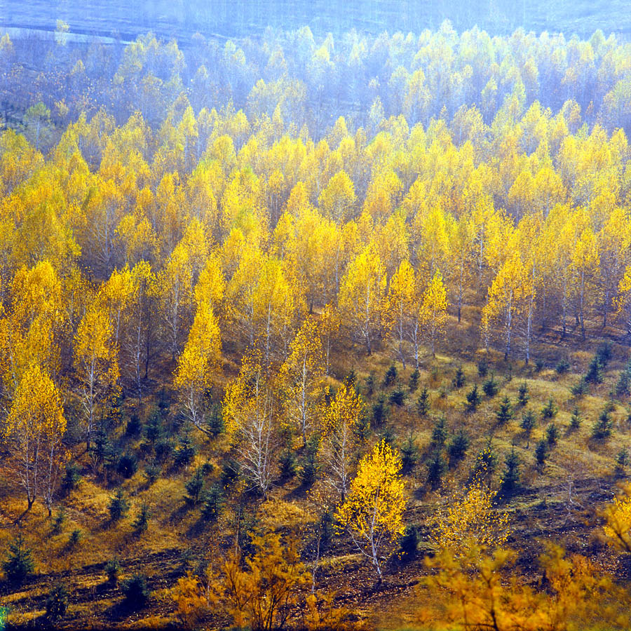 Криулянский район, image of landscape/habitat.
