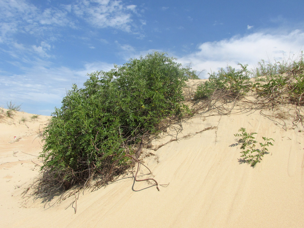 Витязевская коса, image of landscape/habitat.