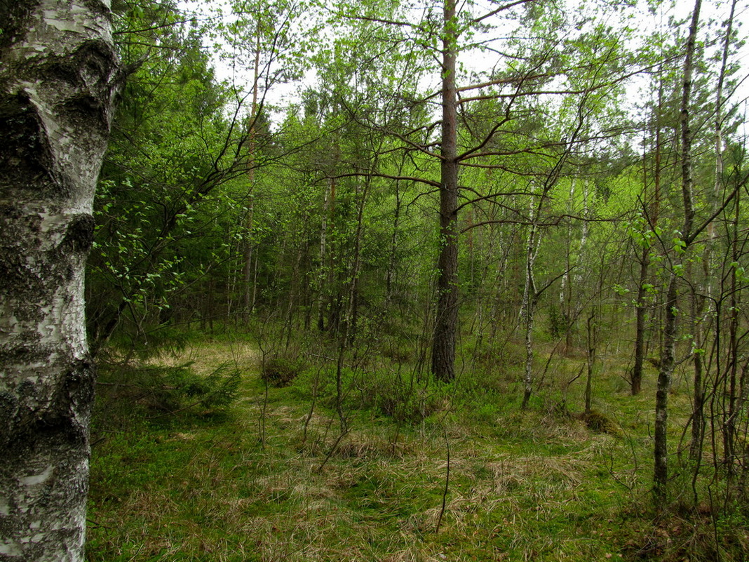 Верховое болото, image of landscape/habitat.