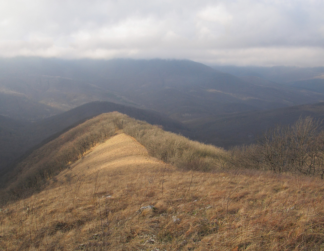 Топчиноватая, image of landscape/habitat.