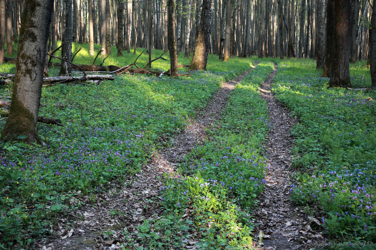 Дубна и окрестности, image of landscape/habitat.