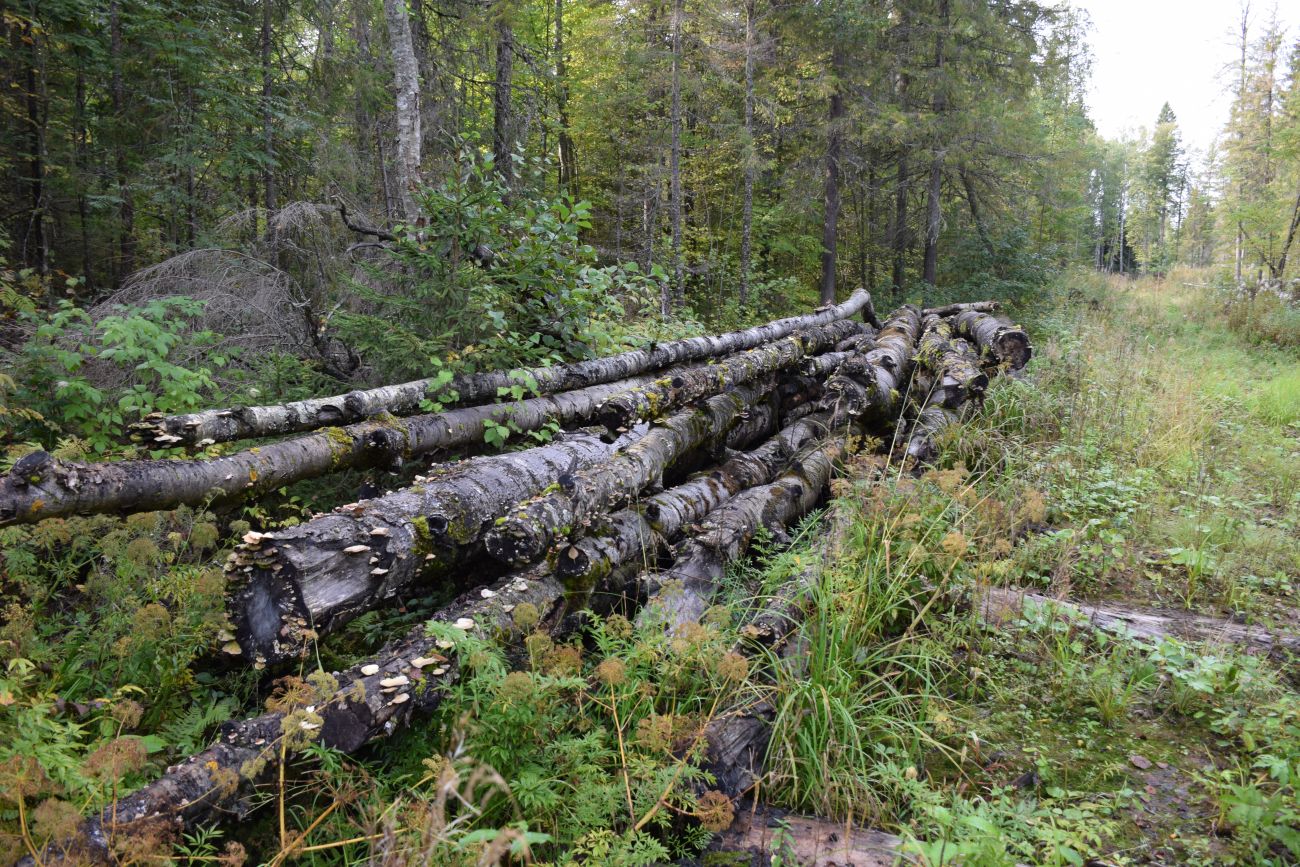 Окрестности устья реки Вига, image of landscape/habitat.