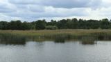 Большая Ижора, image of landscape/habitat.
