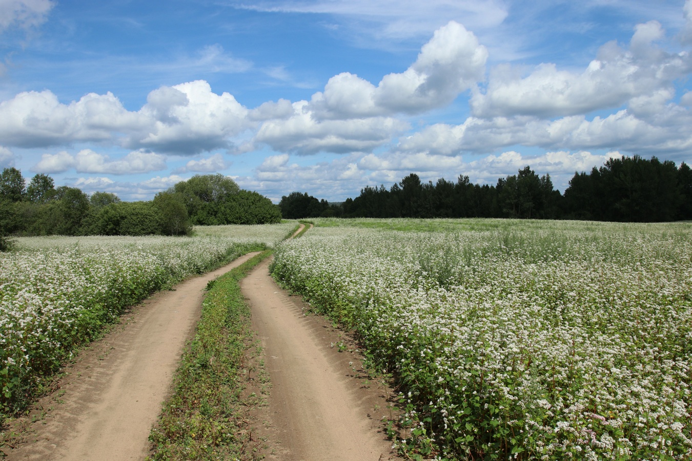 Езерище и окрестности, image of landscape/habitat.