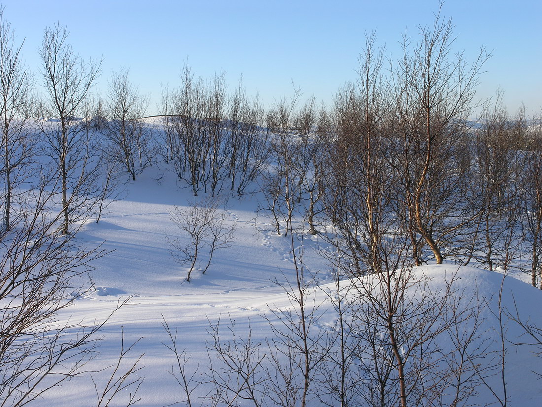 Горелая сопка, image of landscape/habitat.