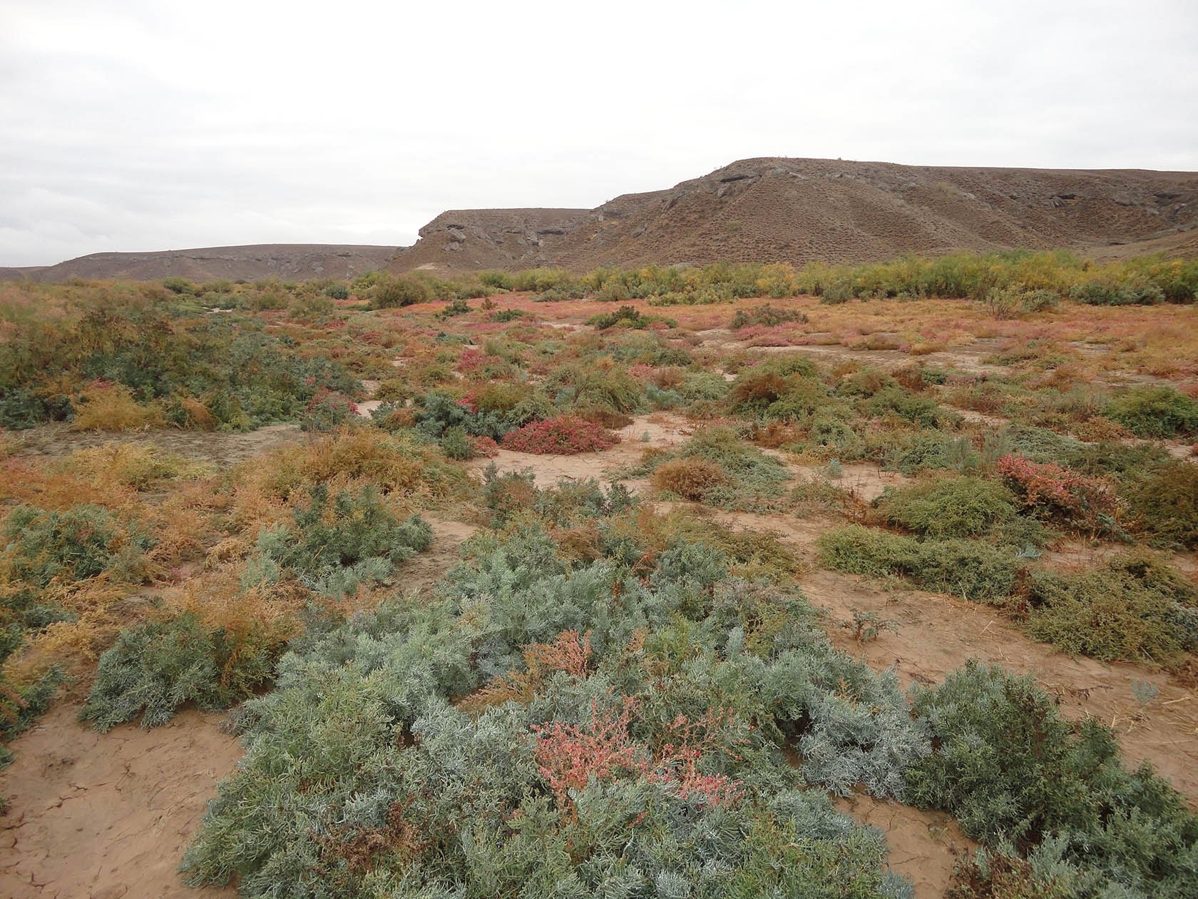 Акгая, image of landscape/habitat.